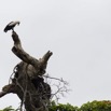 107 LOANGO 2 Akaka Riviere Rembo Ngove Nord Retour Oiseau Aves Palmiste Africain Gypohierax angolensis 15E5K3IMG_107795wtmk.jpg